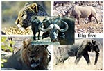 Le big five : éléphant, léopard, lion, buffle et
rhinocéros