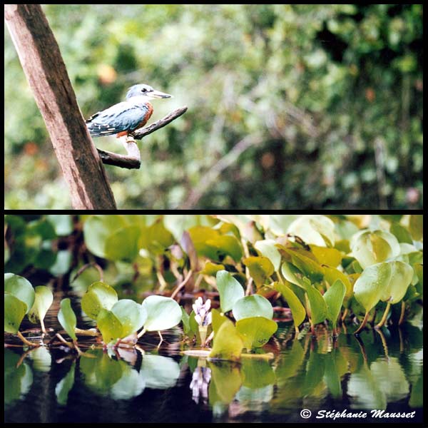 jabiru, parrot and troupial