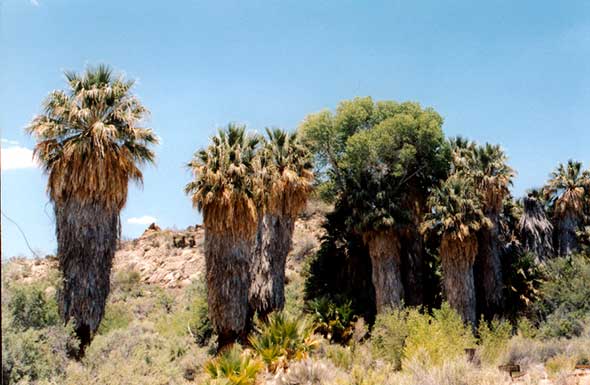 palm trees of an oasis