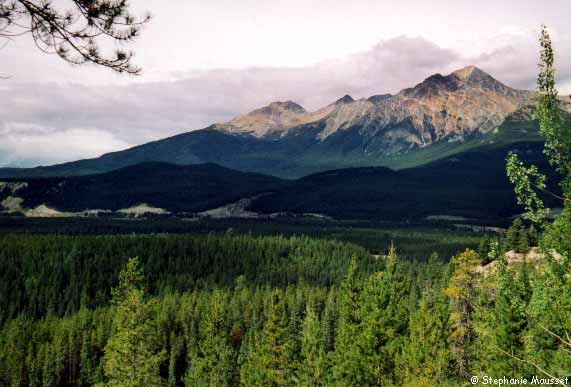 landscape near Jasper
