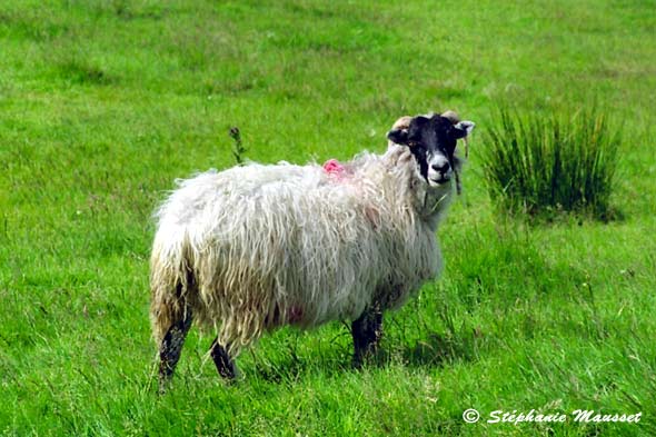 grazing connemara sheep