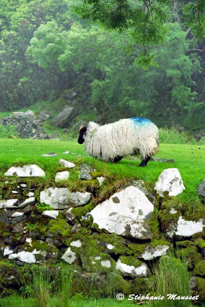 connemara sheep