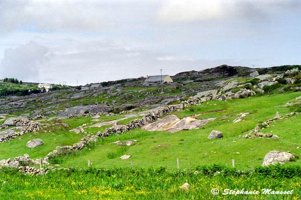 Connemara low walls in the meadows