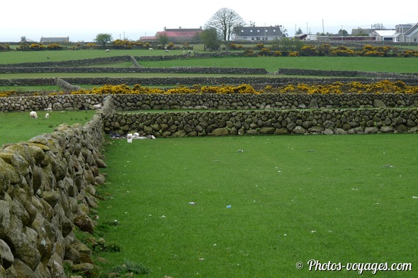 Paysage rural du County Down avec des champs séparés par des murets de pierre