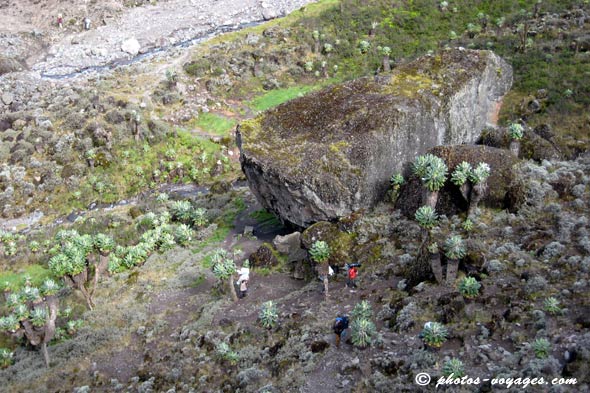 Barranco wall senecios
