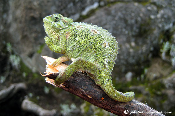 Chameleon