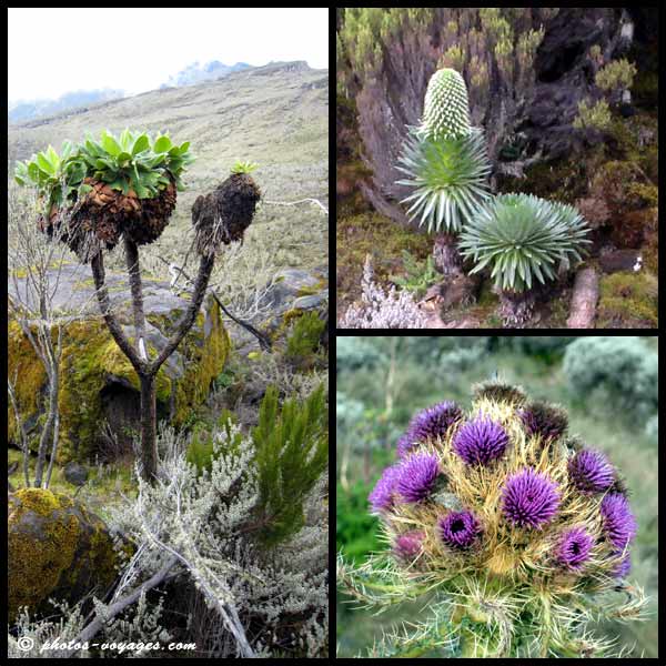 Kilimanjaro flora