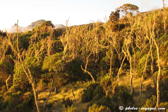 Kilimanjaro lichen