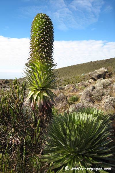 Lobelia in Kilimanjaro
