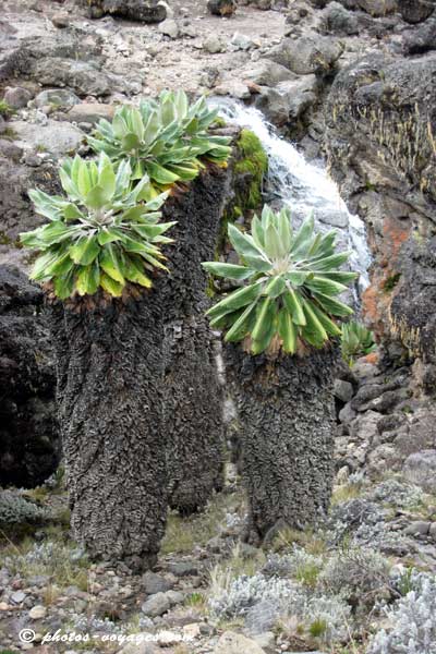 endemic senecios of Kilimanjaro