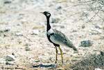 Oiseau